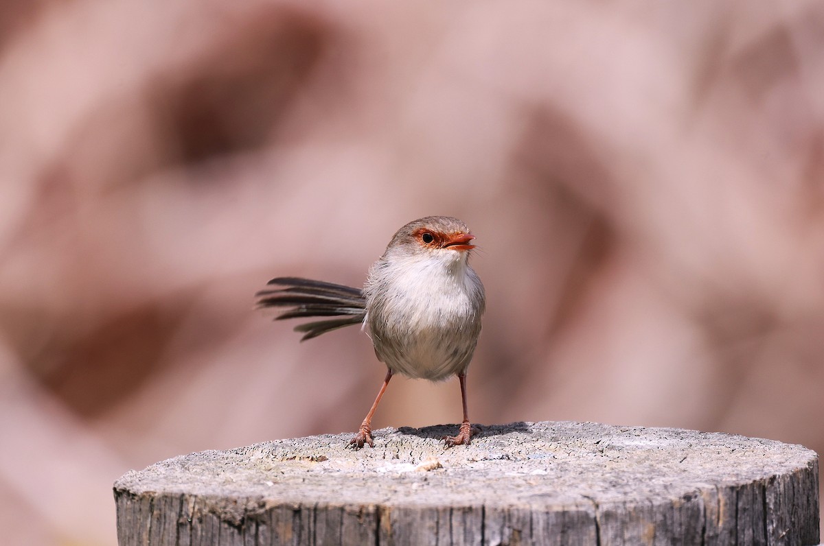 Superb Fairywren - ML643743760