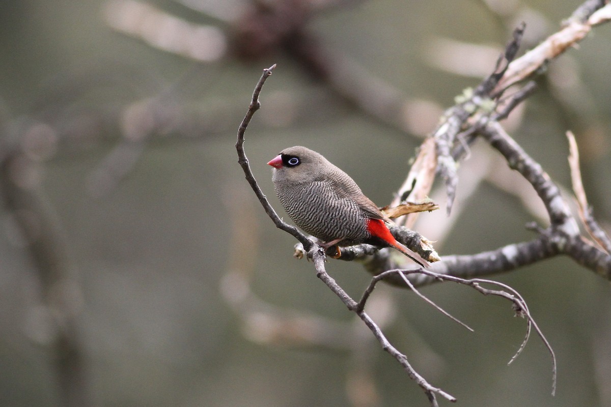 Beautiful Firetail - ML643743761