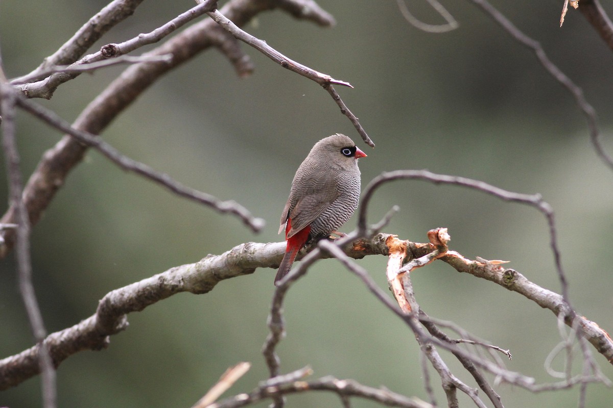 Beautiful Firetail - ML643743762