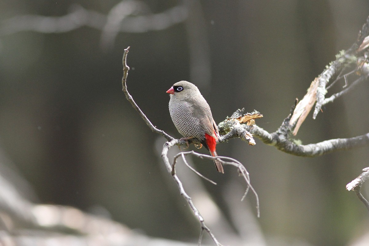 Beautiful Firetail - ML643743763