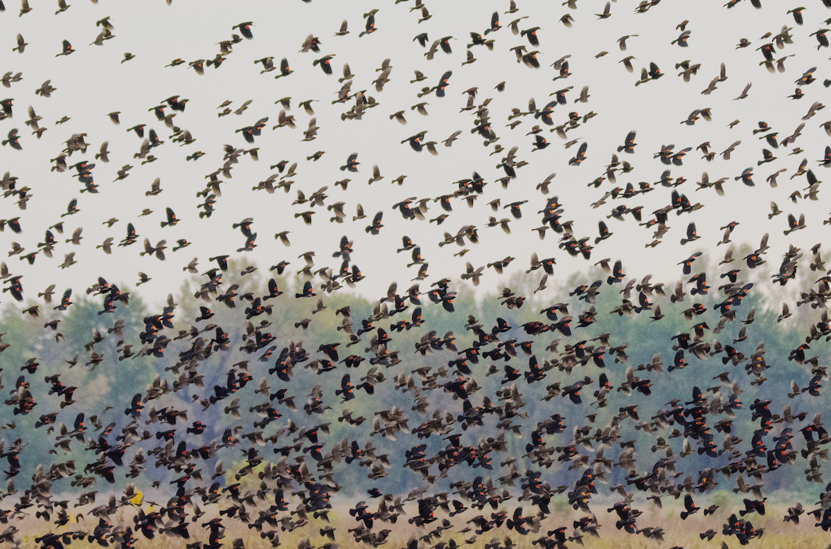 Red-winged Blackbird - ML643743767
