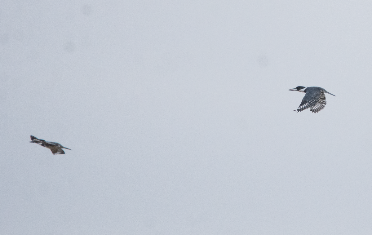 Belted Kingfisher - ML643743769