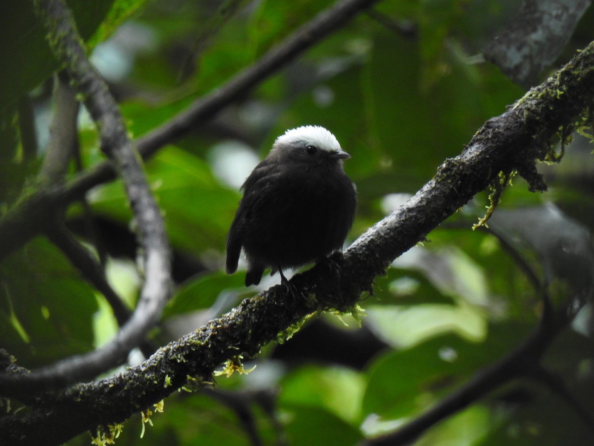 Blue-rumped Manakin - ML643743771