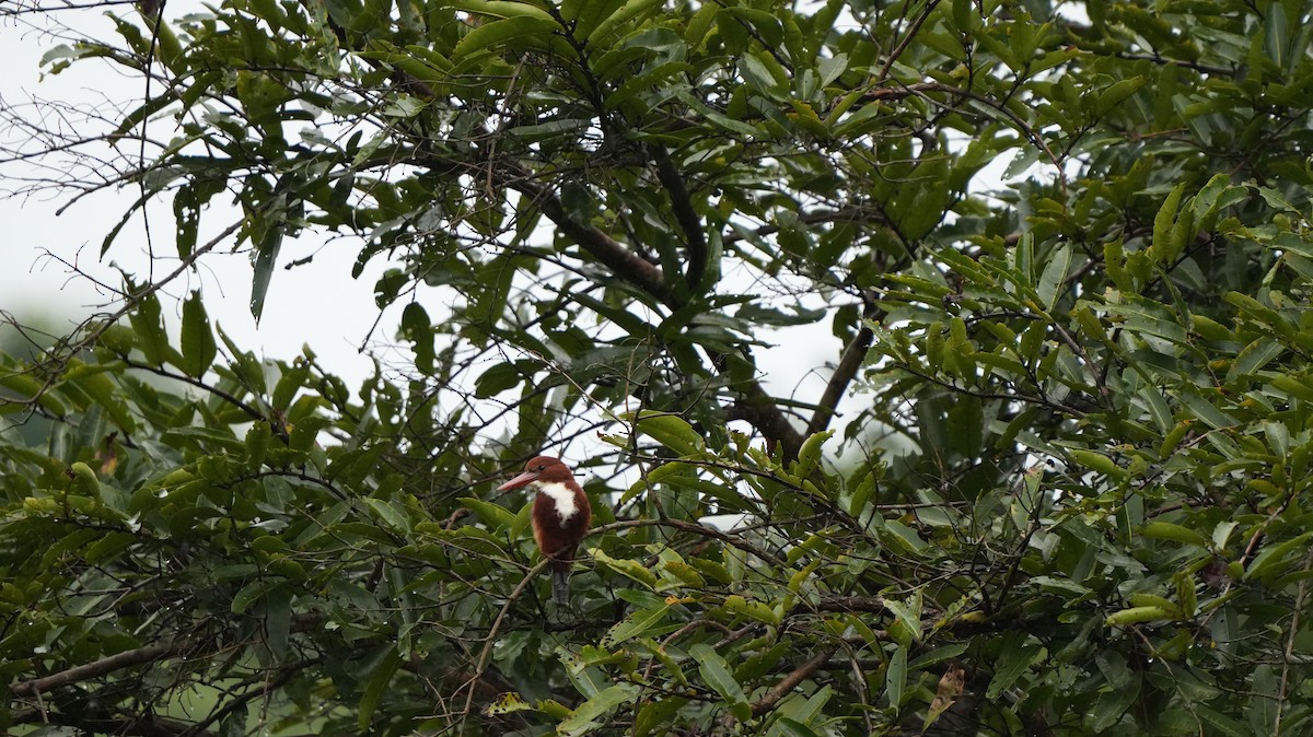 White-throated Kingfisher - ML643743773