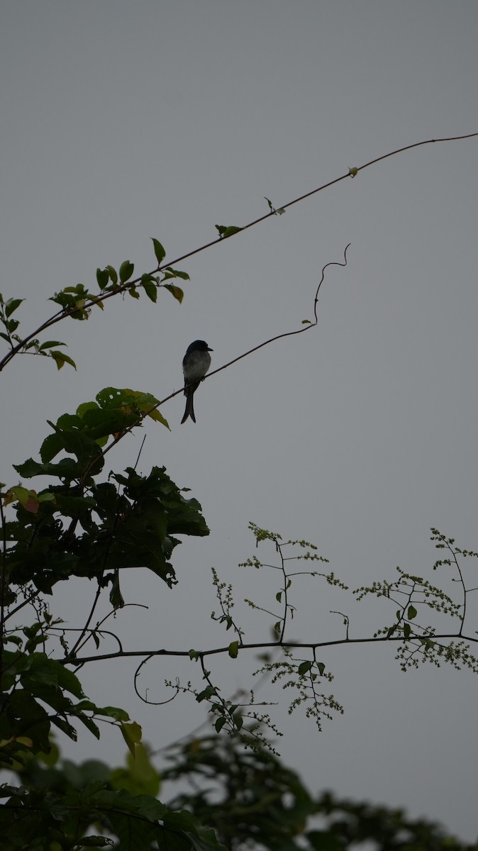 White-bellied Drongo - ML643743775