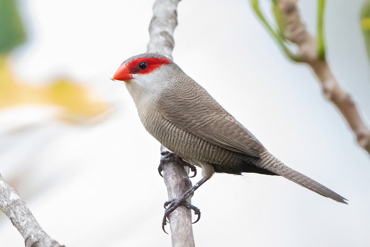 Common Waxbill - ML643743776