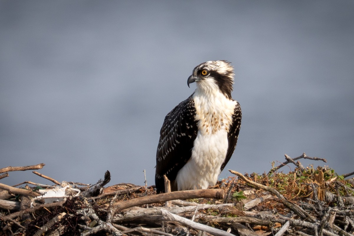 Falco pescatore - ML643743777
