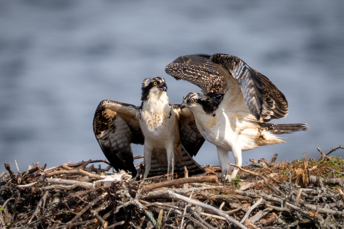 Falco pescatore - ML643743778