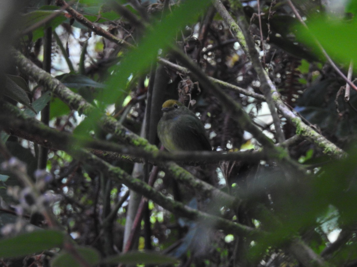 Blue-rumped Manakin - ML643743779