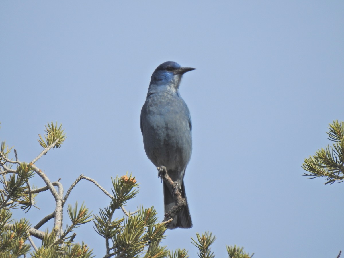 Pinyon Jay - ML643743780