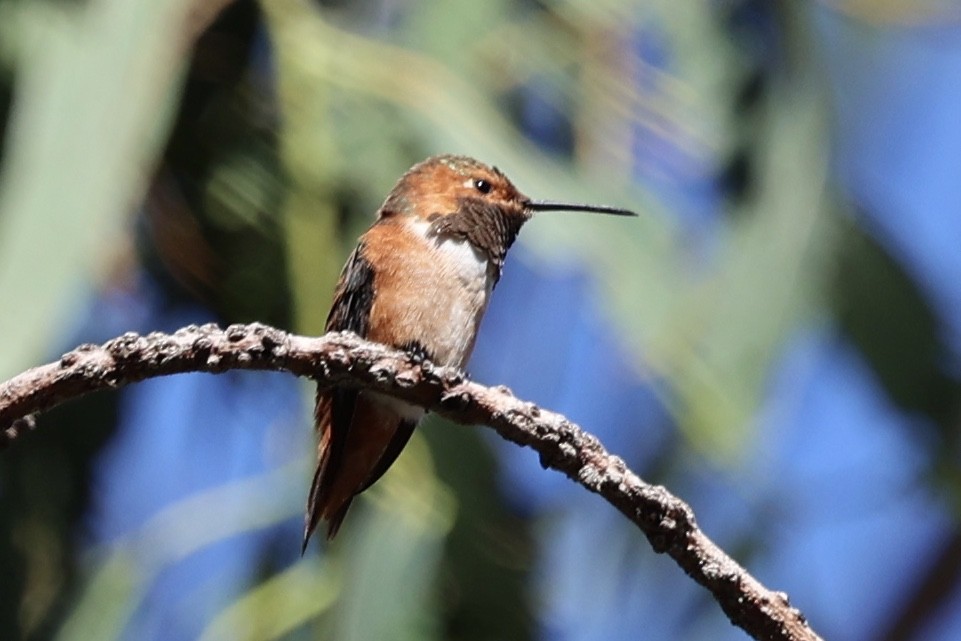 rødkolibri/chaparralkolibri - ML643743793
