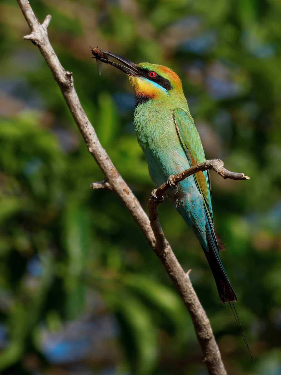 Rainbow Bee-eater - ML643743795
