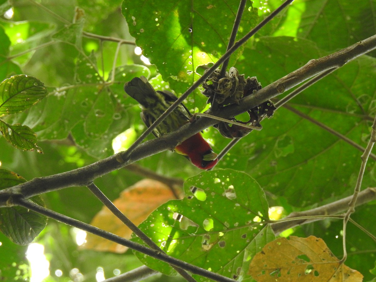 Red-headed Barbet - ML643743798