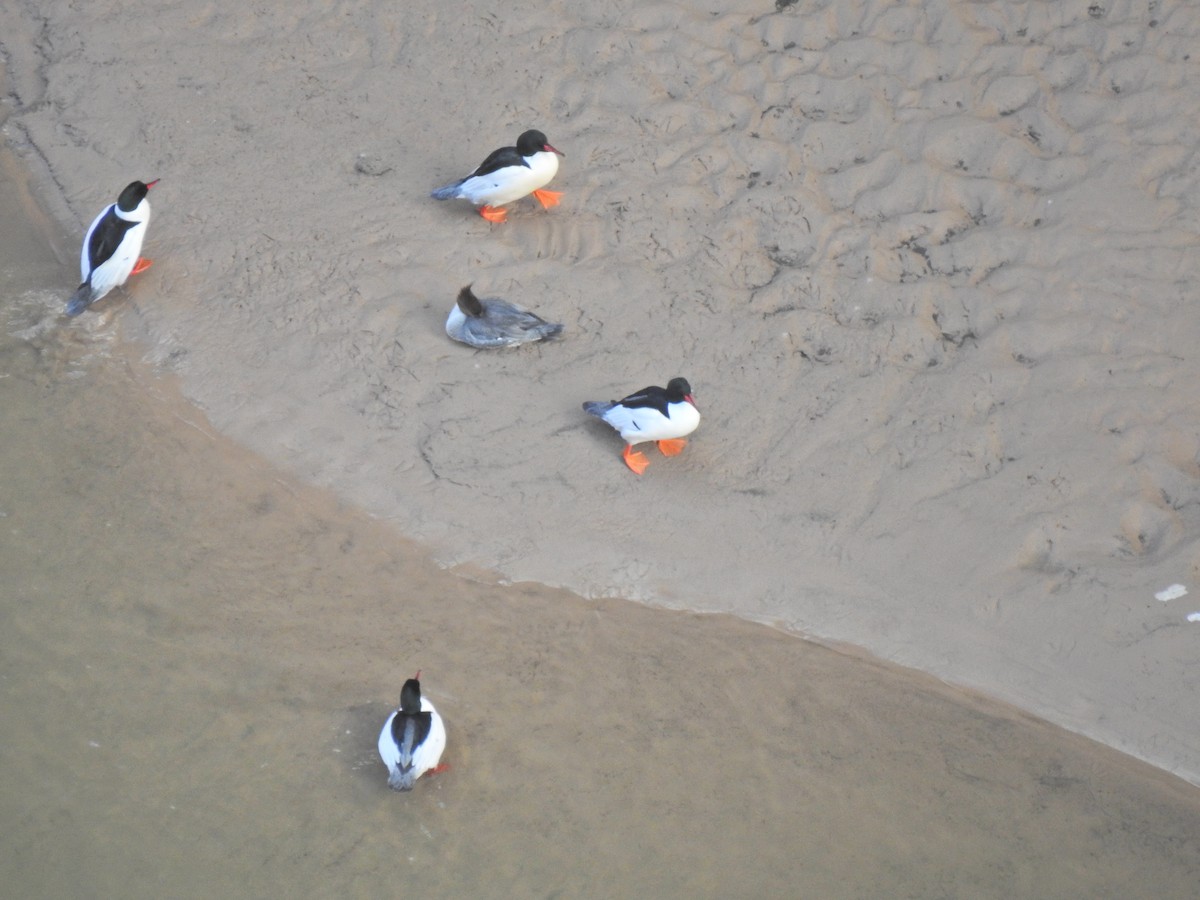 Common Merganser - ML643743799