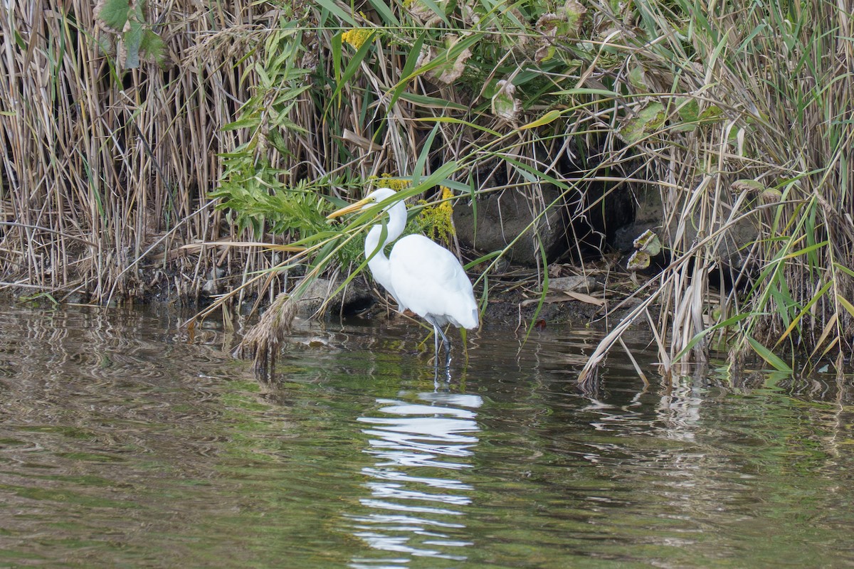 Great Egret - ML643743800