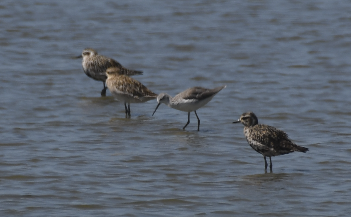 Marsh Sandpiper - ML643743801