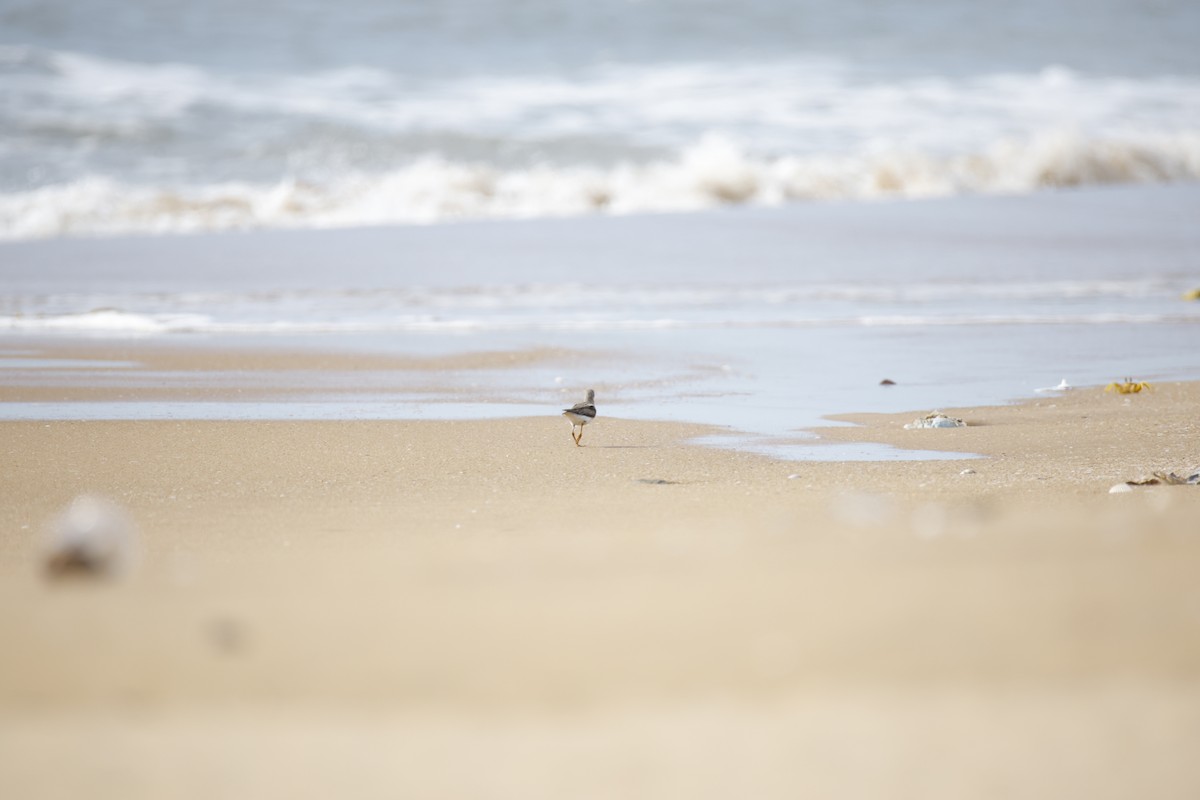 Terek Sandpiper - ML643743803