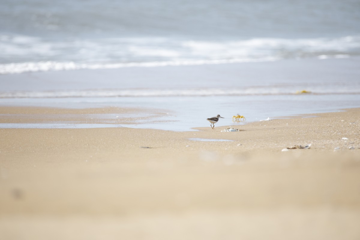 Terek Sandpiper - ML643743804