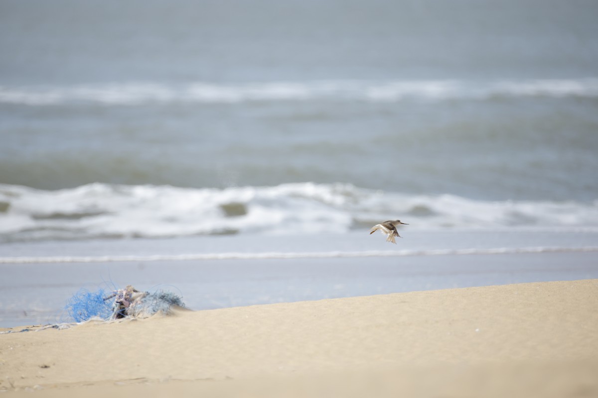 Terek Sandpiper - ML643743806