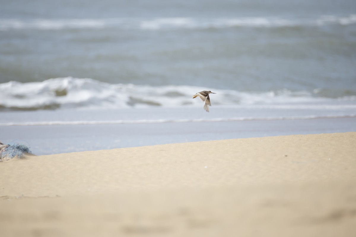 Terek Sandpiper - ML643743807