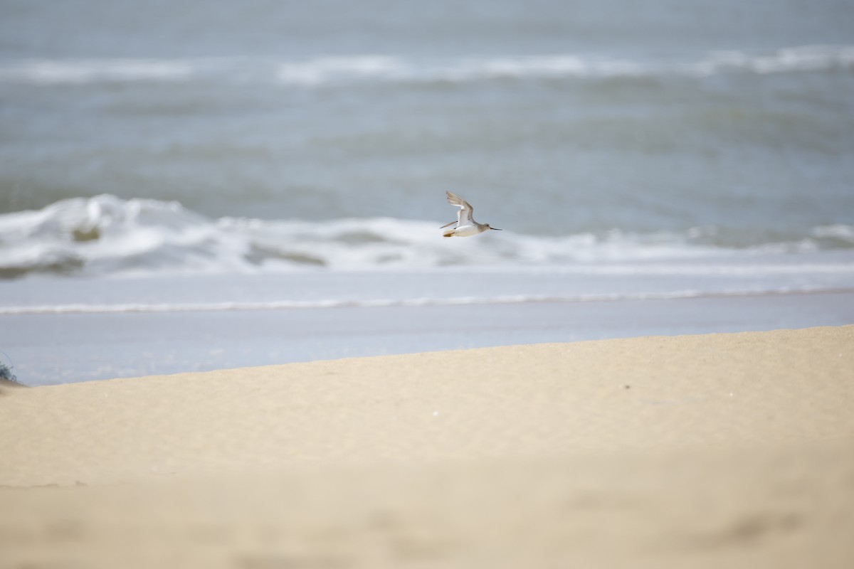 Terek Sandpiper - ML643743808