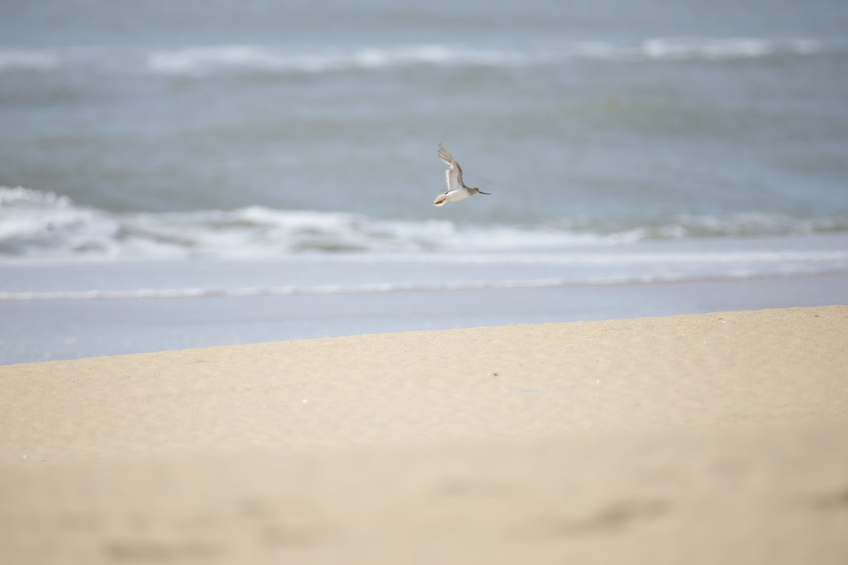 Terek Sandpiper - ML643743809