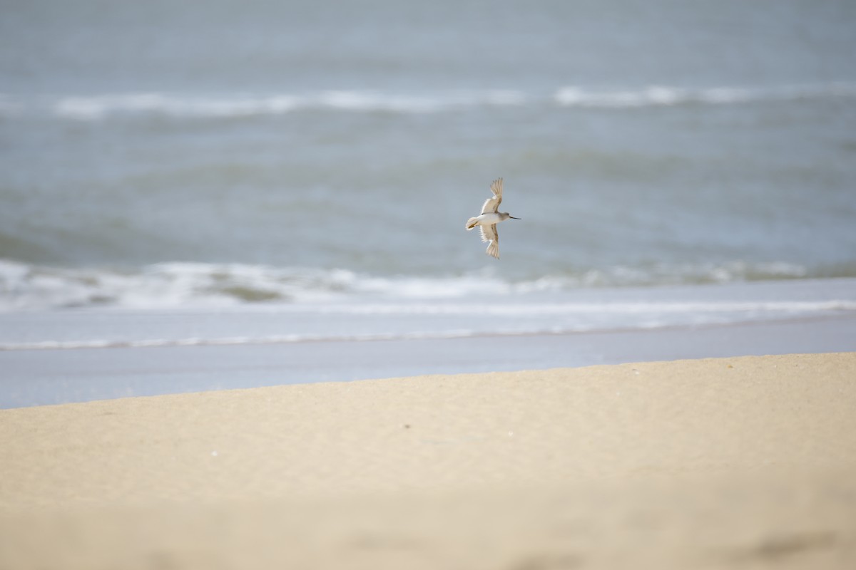 Terek Sandpiper - ML643743810