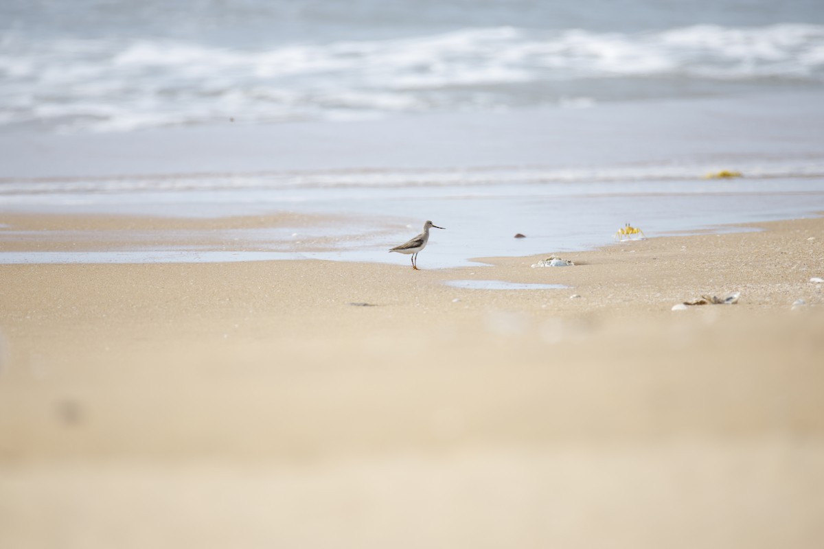 Terek Sandpiper - ML643743811