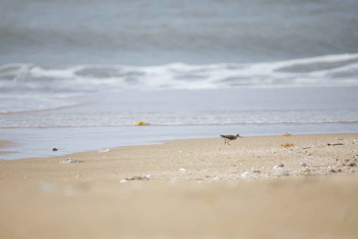Terek Sandpiper - ML643743813