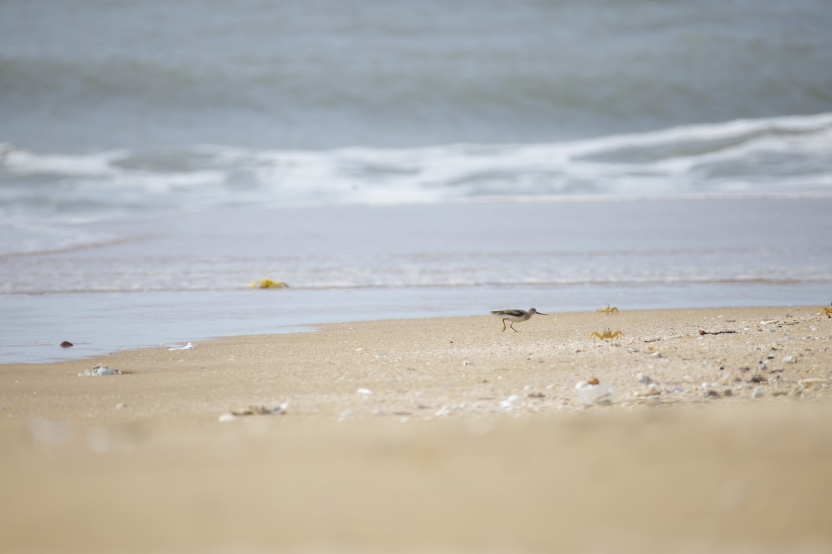 Terek Sandpiper - ML643743814