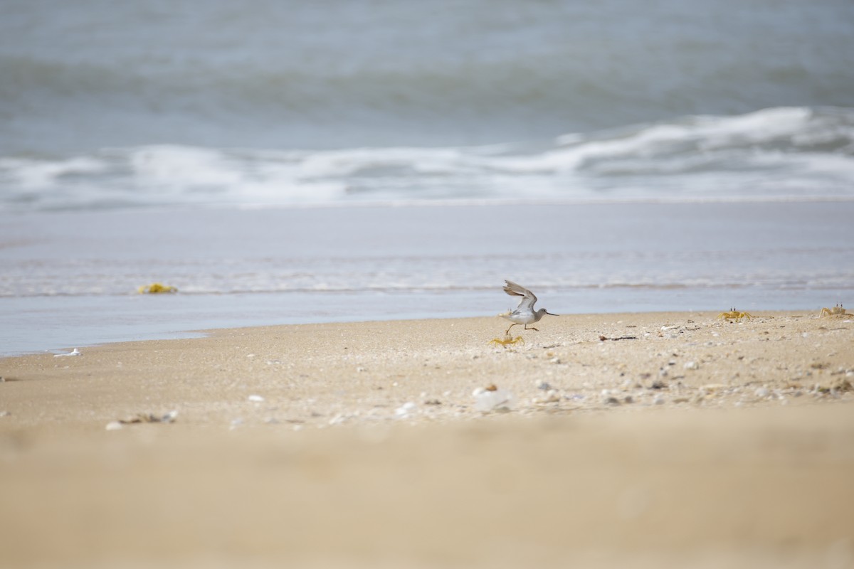 Terek Sandpiper - ML643743815
