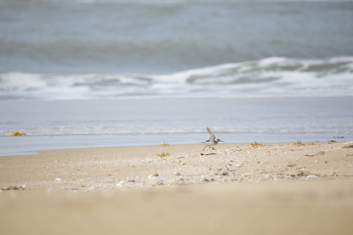 Terek Sandpiper - ML643743816