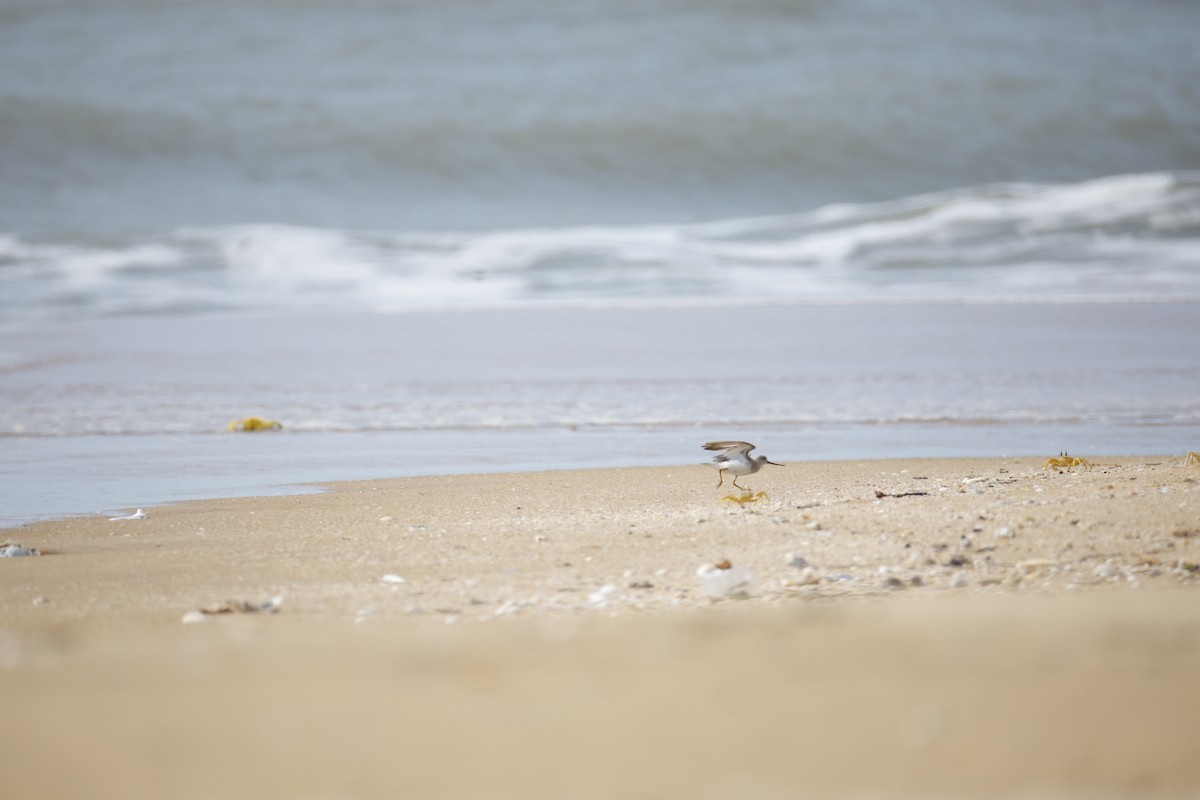 Terek Sandpiper - ML643743817