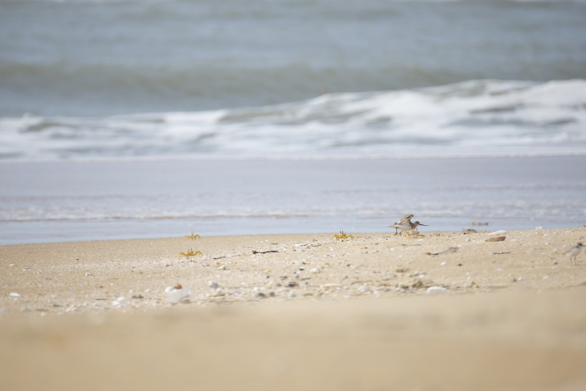 Terek Sandpiper - ML643743818