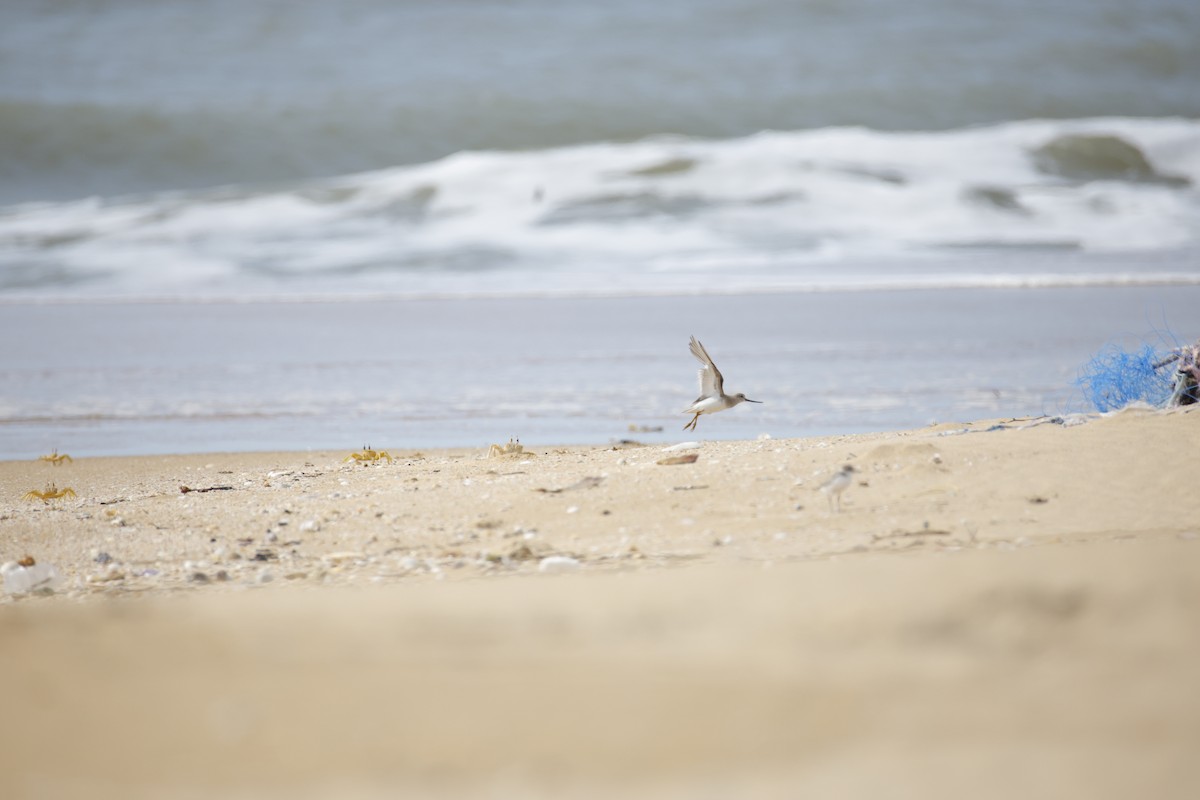 Terek Sandpiper - ML643743819