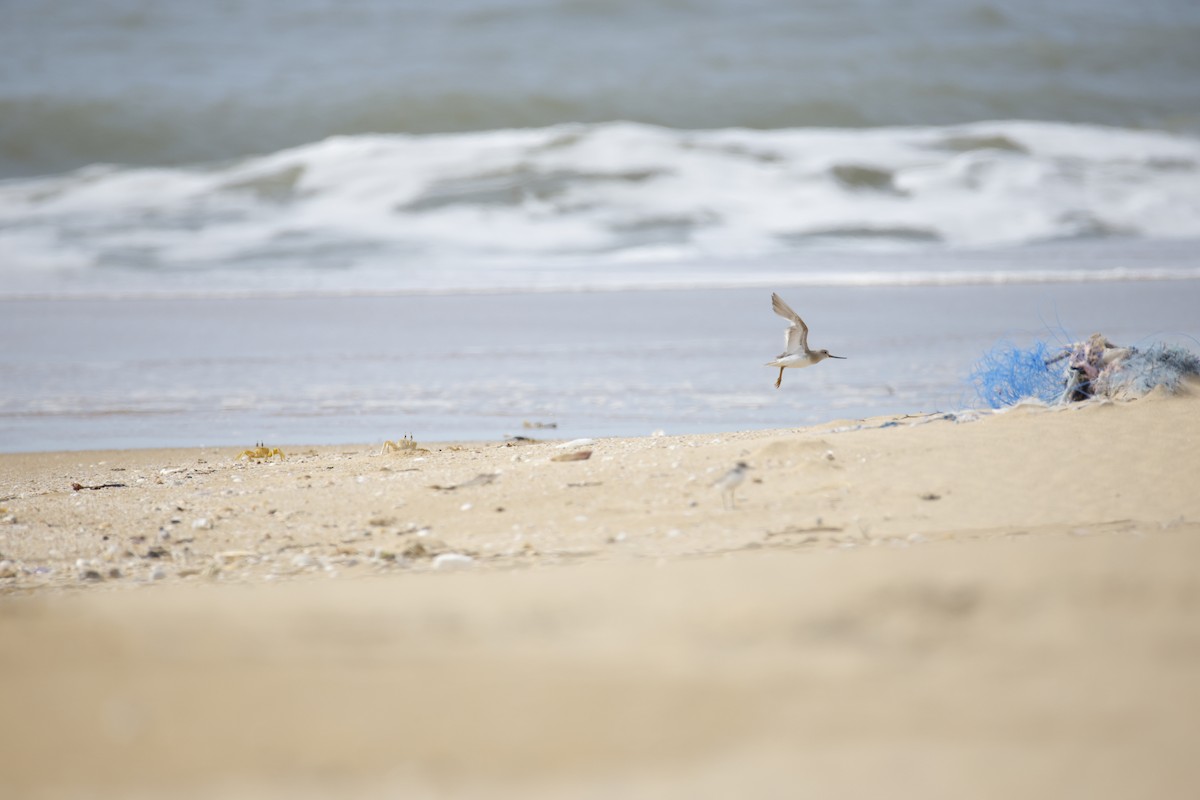 Terek Sandpiper - ML643743820
