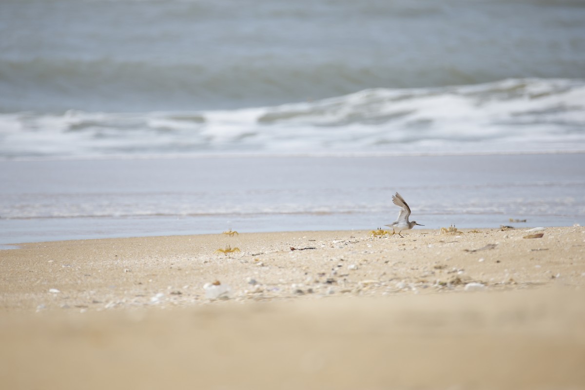 Terek Sandpiper - ML643743821