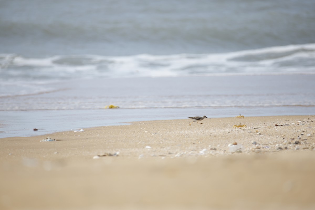 Terek Sandpiper - ML643743822