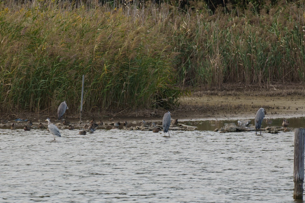 Gray Heron - ML643743823
