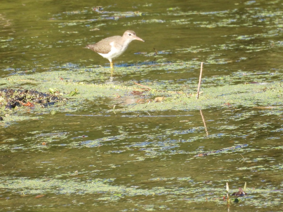 Spotted Sandpiper - ML643743824