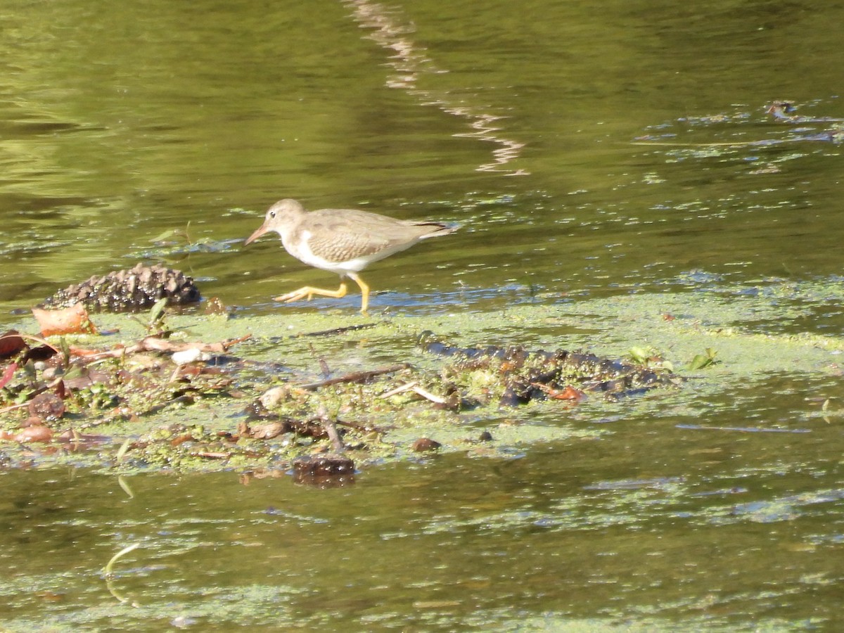 Spotted Sandpiper - ML643743825