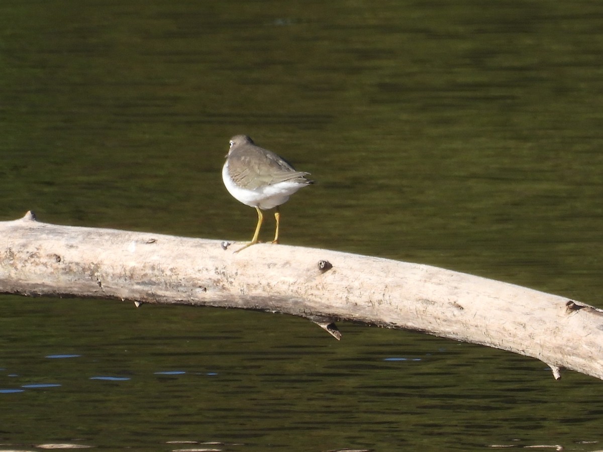 Spotted Sandpiper - ML643743826