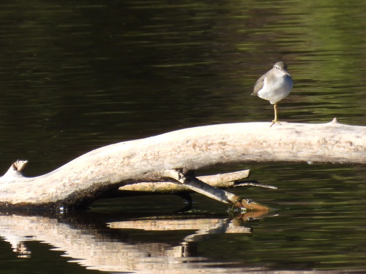 Spotted Sandpiper - ML643743827