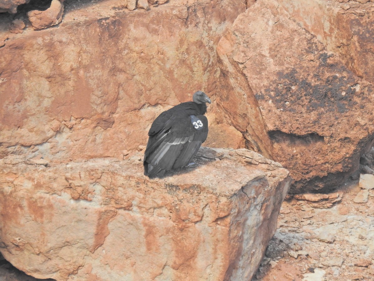 California Condor - ML643743828