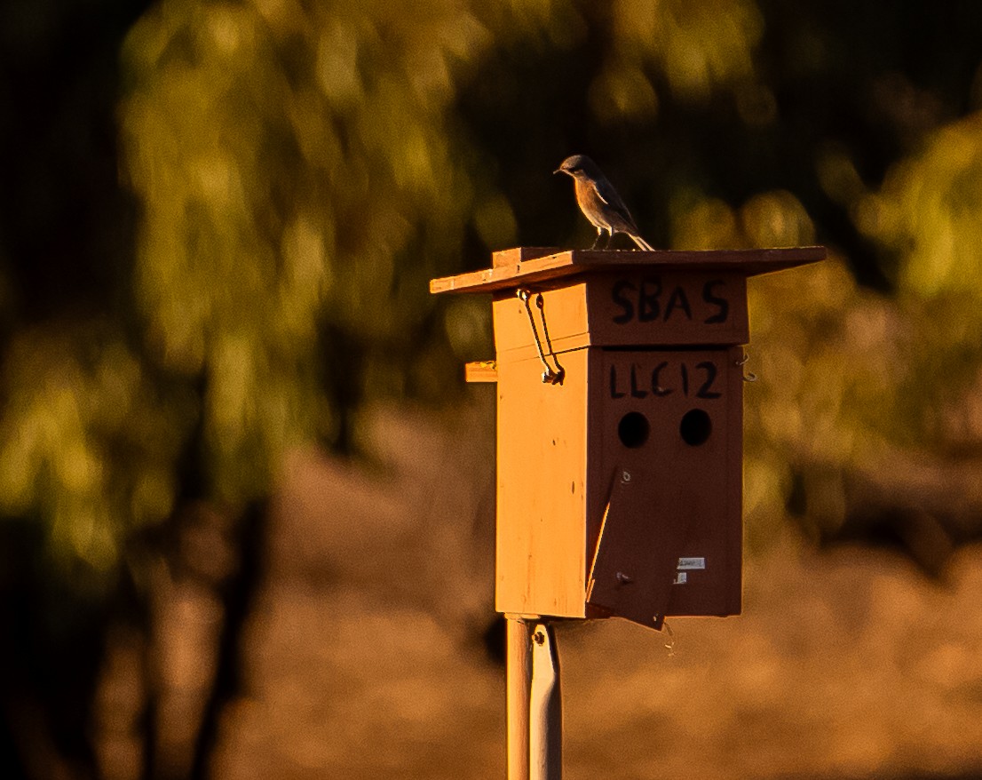 Western Bluebird - ML643743829