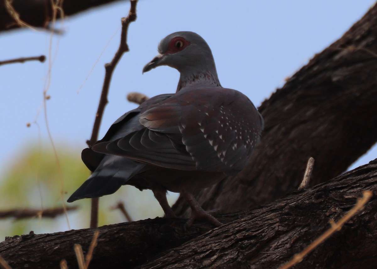 Speckled Pigeon - ML643743832