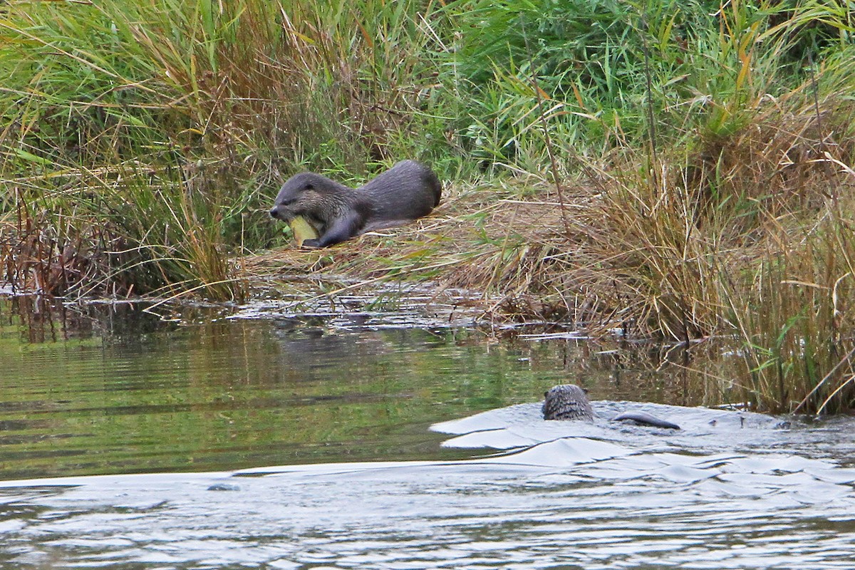 Western River Otter - ML643743833