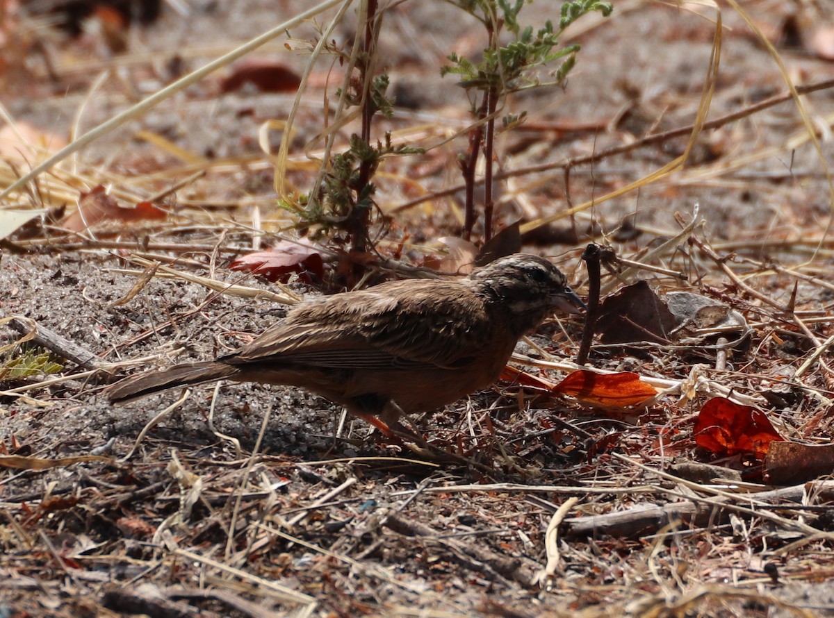 Cinnamon-breasted Bunting - ML643743838