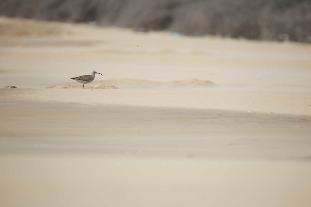 småspove (phaeopus gr.) - ML643743850