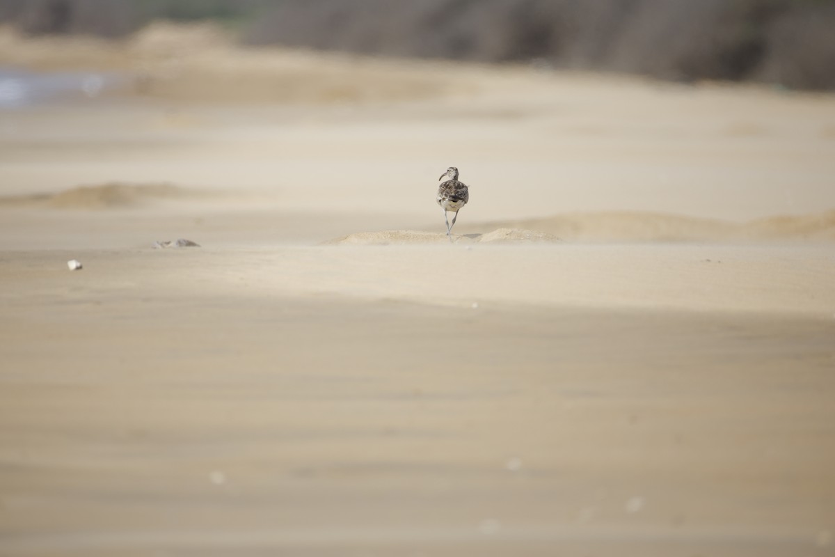 småspove (phaeopus gr.) - ML643743852